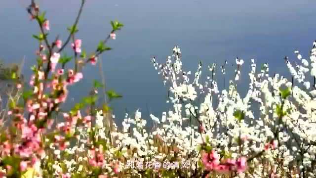 【圣水湖桃花岛】三色桃花今日上线,美惨了!26元起抢票入园,数量有限~