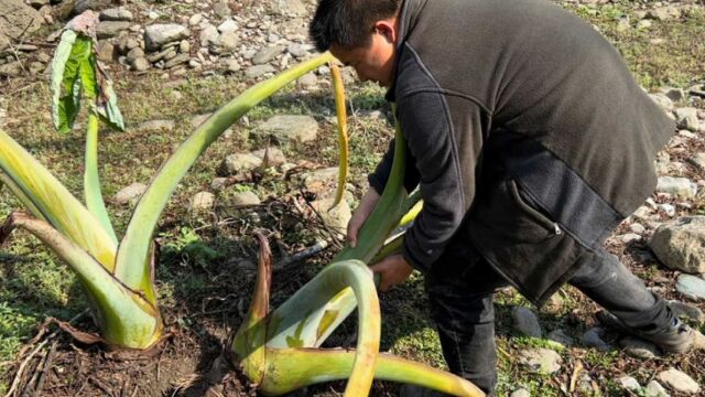 河滩发现两颗野生大芋头至少长了8年 拔起来一看果实 高兴坏了