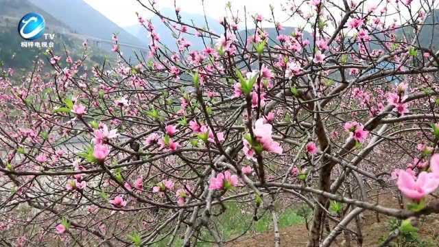 【云赏】 松坎镇桃花朵朵开,美呆了~