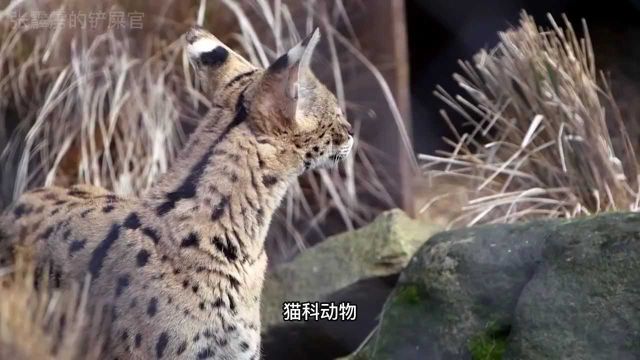 禁养猫科动物五虎上将第二弹,薮猫