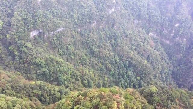 (电视通稿ⷥ›𝥆…ⷧ”Ÿ态)春归金佛山 黑叶猴频现身