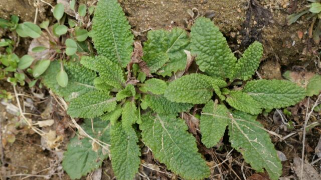 农村最常见的野菜,蛤蟆草教你这样做,对我们的身体很有好处