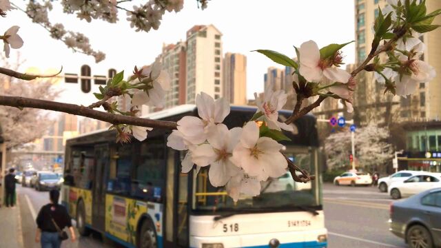 武汉建成4座最美樱花车站,成新晋网红打卡胜地