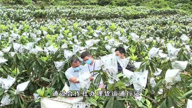 秀溪:枇杷滞销果农愁 线上线下来解忧