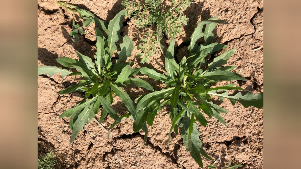 这个时节难得这么鲜嫩的红花荠菜,大颗鲜嫩营养好,你们那里有吗