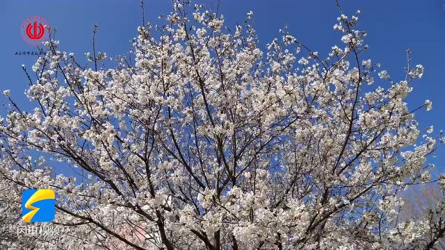 诗画山东丨四月芳菲满校园!快来欣赏山东城市建设职业学院的明媚春色