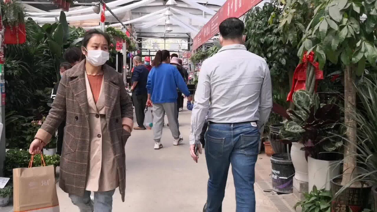 潍坊君泰花卉市场月季花大量上市被抢购,绣球花,玛格丽特也火爆