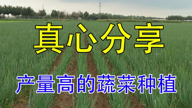 1亩种2.4万株5个月收入820000元,省人工易种植,关键是还不够卖