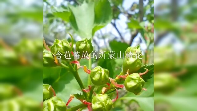 青未了/含苞待放的“山楂花”