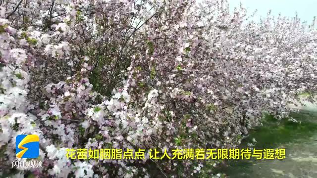 云赏花|宁阳县:人间春色花争艳 众芳花红始陶然