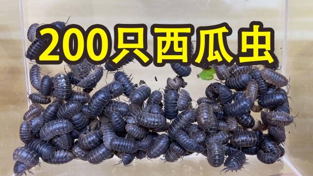 吃饱了撑的!我抓了200只西瓜虫!