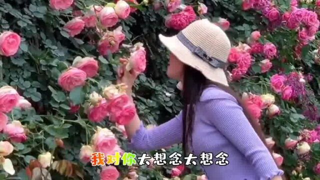 抖音 火爆歌曲《太想念》好听至极!