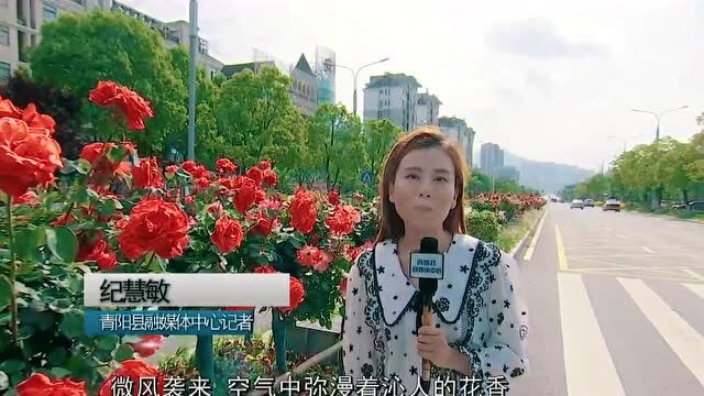 2022云赏春花为“我心中的最美花城”投票,大家快来为青阳打call吧!