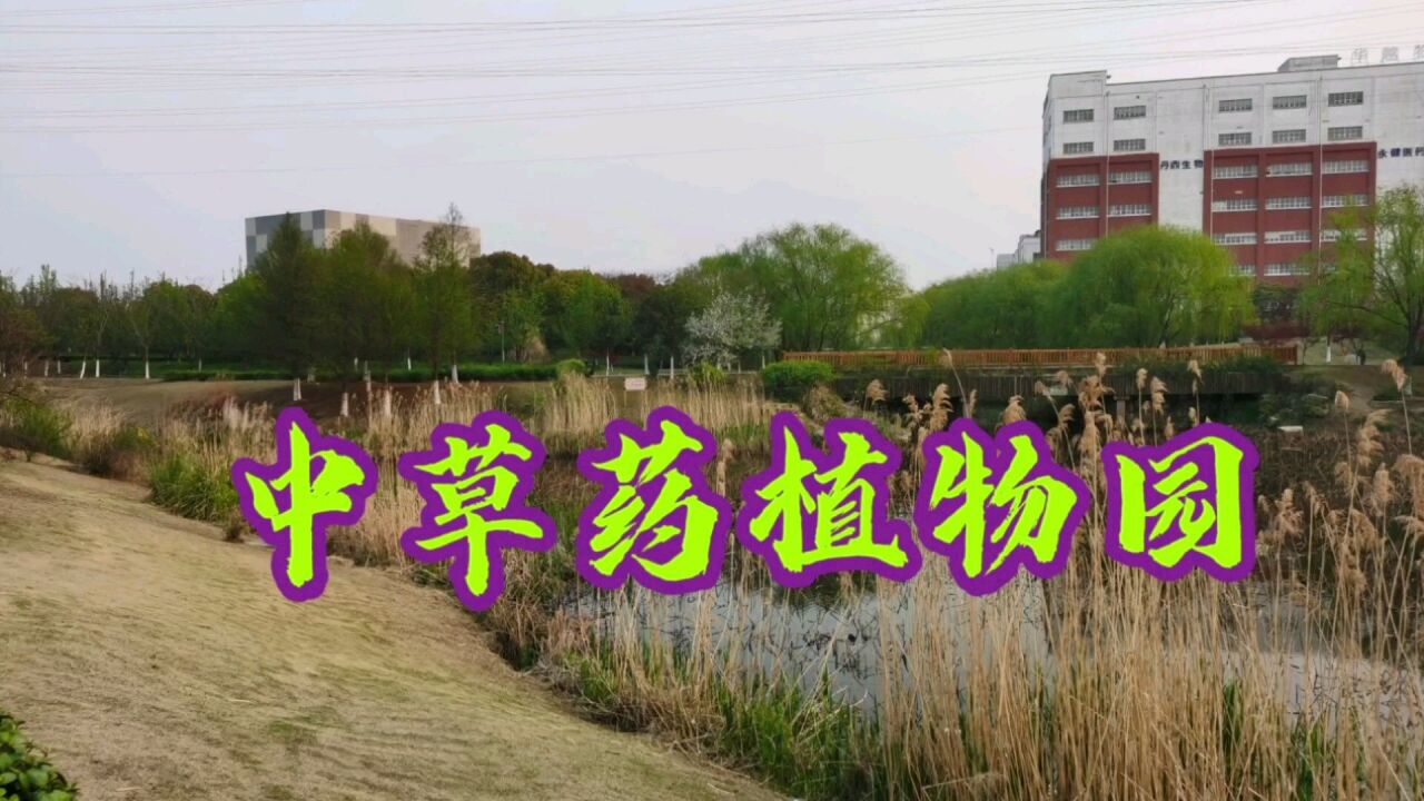 泰州中草药植物园百种中草药,称得上是一部实物版的《本草纲目》