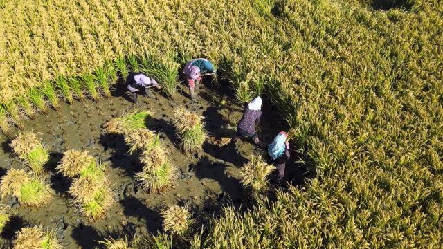 4K农民女性形象稻地里农村收割水稻