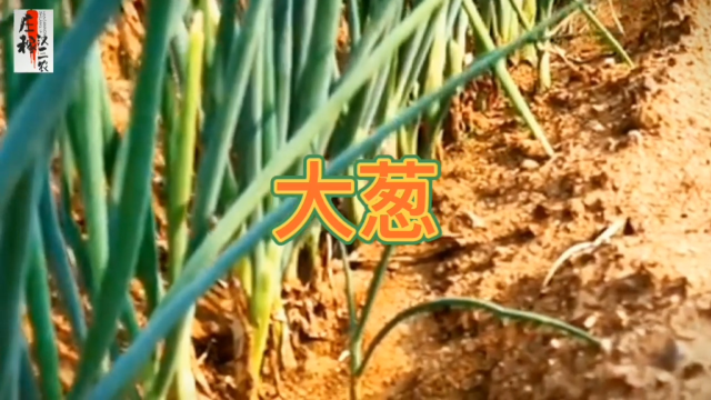 几月份种葱最佳 s640x360?max_age=7776000