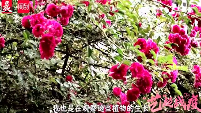 “艺”起战疫 |女摄影家的美丽花园日记