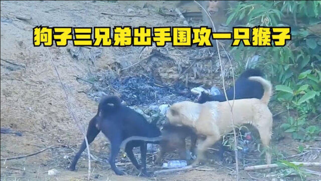 小狗被猴子暴揍,三只狗子围攻一只猴子复仇