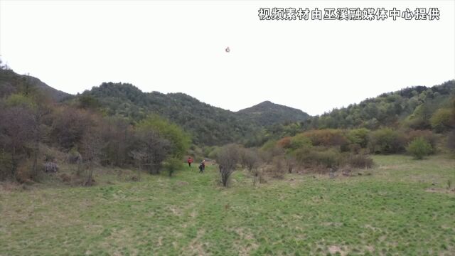 2000余株中国特有极危物种“川东灯台报春”再现重庆阴条岭