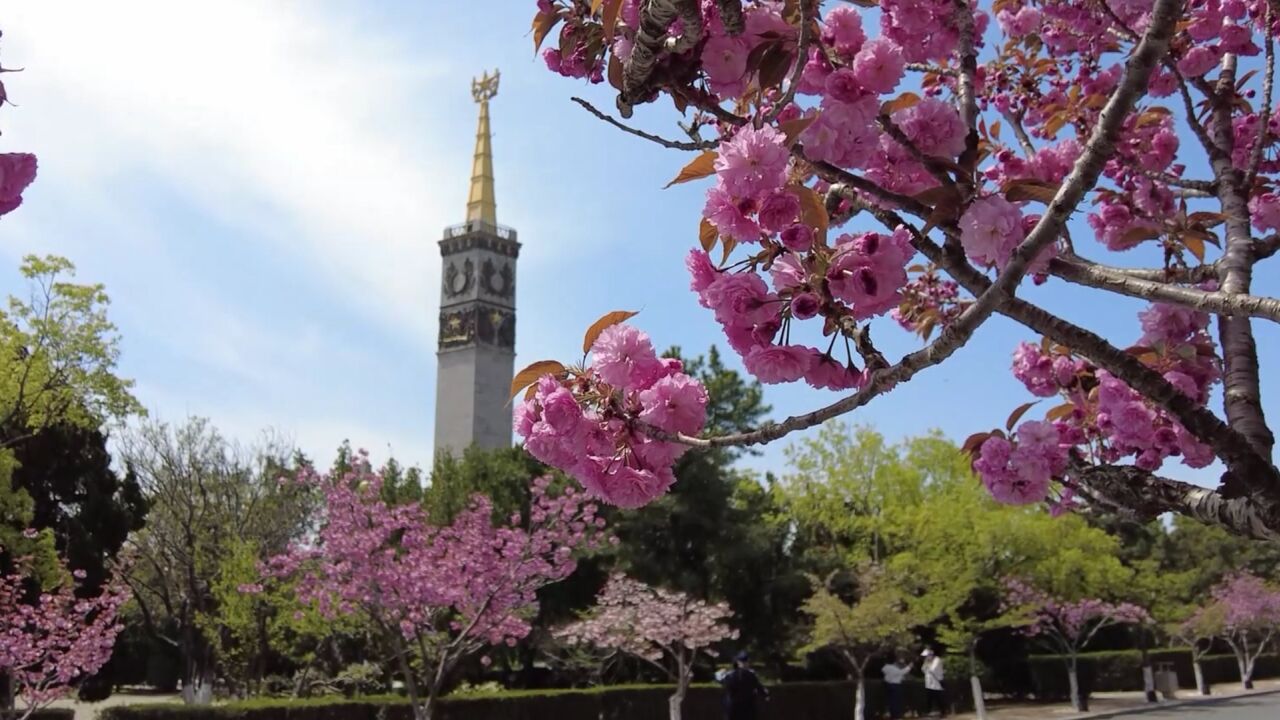 四季旅行|樱花灿烂,春悦旅顺