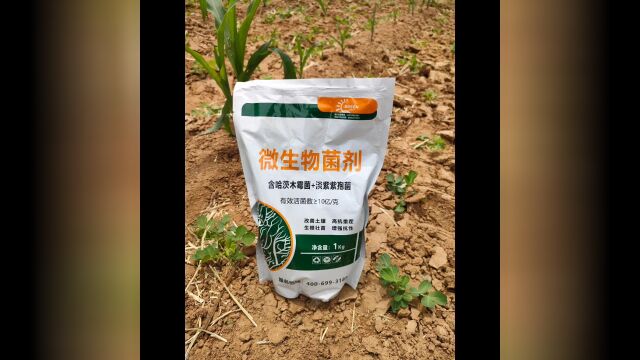 防根腐强生根促生长抗重茬进口微生物菌剂品牌——巴格尔哈茨木霉菌ⷦ𗡧𔫧𔫥�Œ