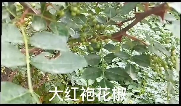 #农业种植#大红袍花椒,随手拍都是美景