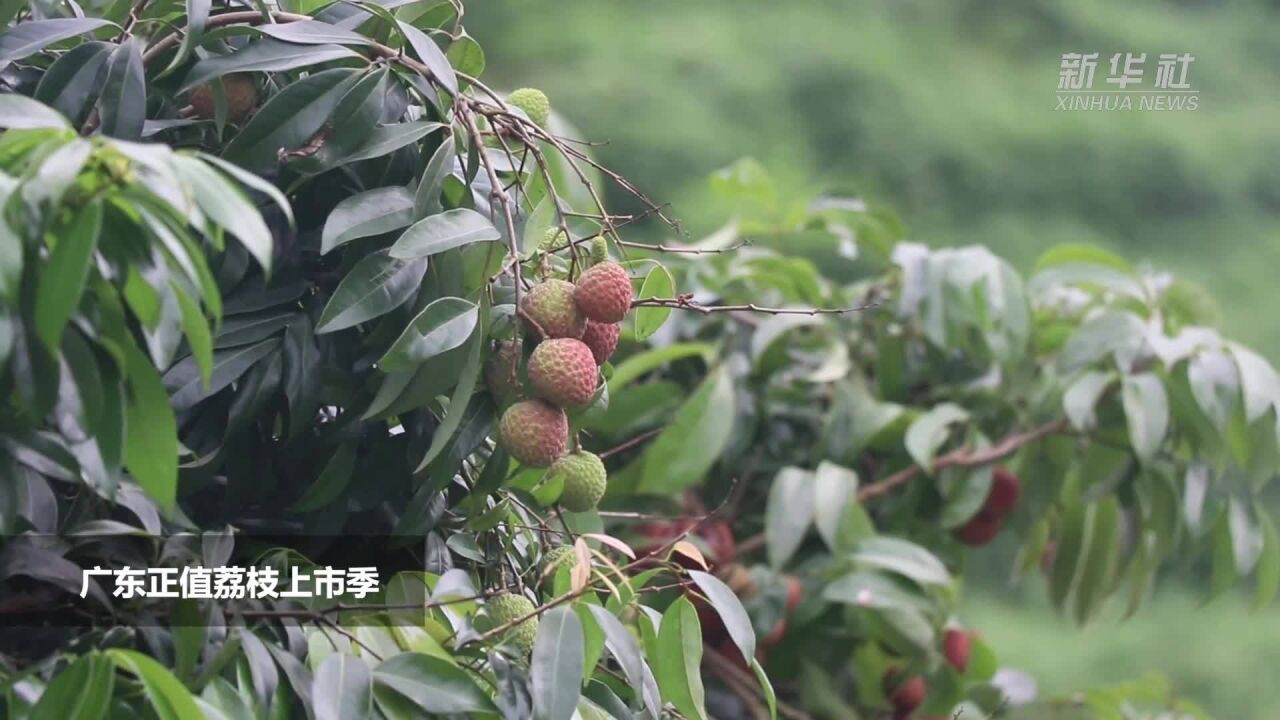 无人机上岗!解锁果园植保新方式