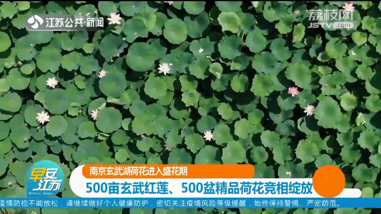 南京玄武湖荷花进入盛花期 500亩玄武红莲、500盆精品荷花竞相绽放