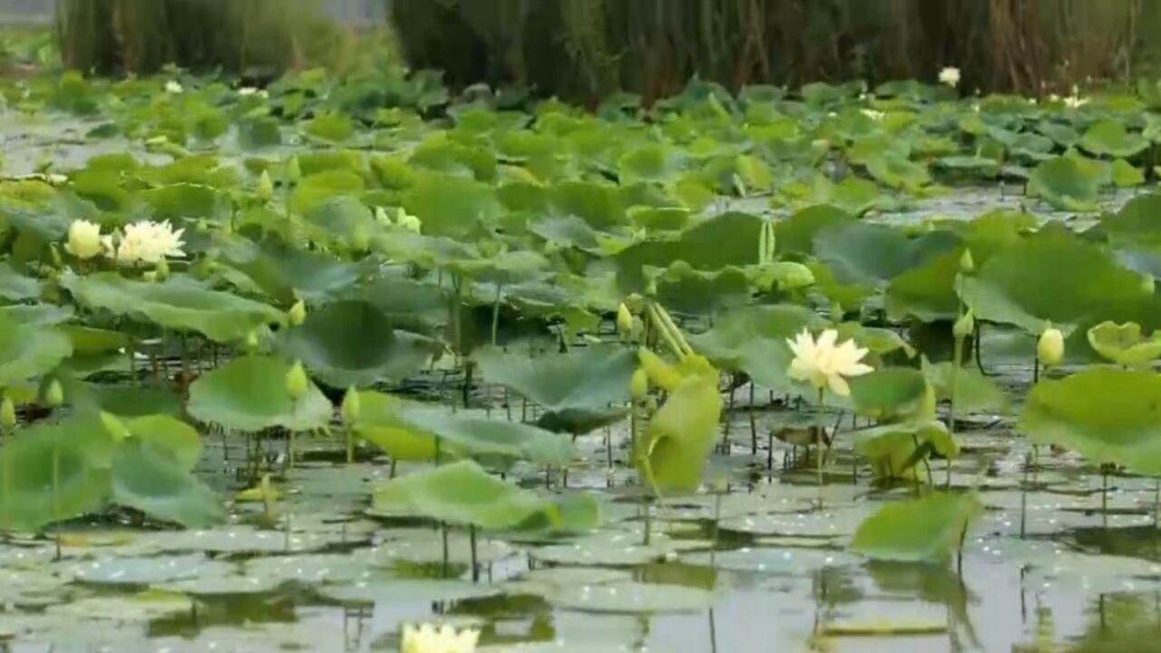 东杜庄村当地的甜瓜为什么好吃?还有这个原因……