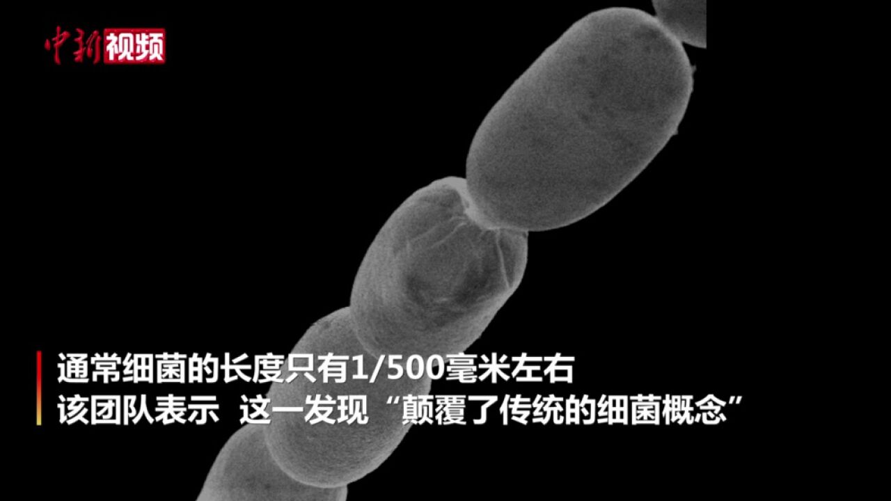 美国科学家发现2厘米长巨大细菌颠覆传统概念