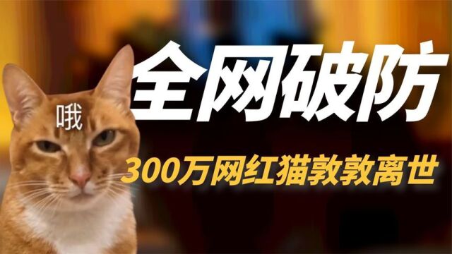 “网红猫敦敦”去世!年仅6岁让全网都破防,就医视频却惊现疑点