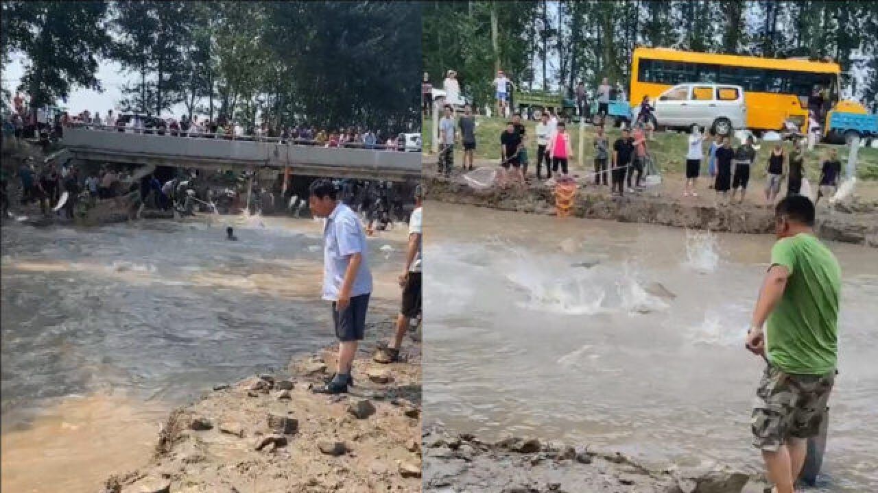 鱼群疯狂跳出水面,市民在岸边徒手捡鱼,拍摄者:大家都“疯”了