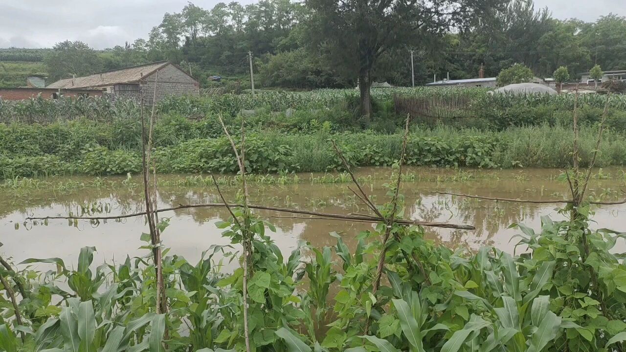 暴雨后,普兰店墨盘玉米地局部被淹变池塘