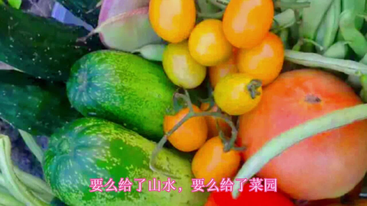 不仅要有诗和远方,还要有眼前的劳碌,我的菜园我的菜