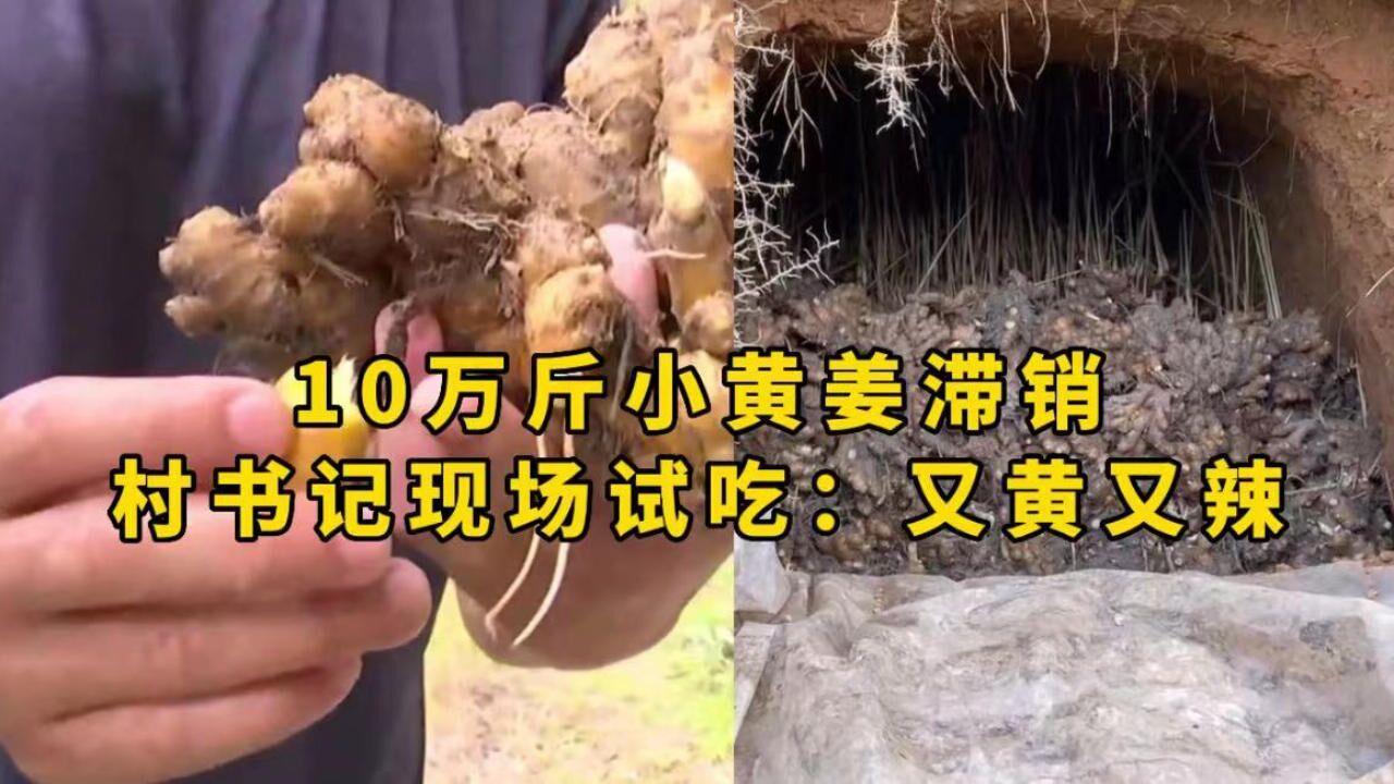 10万斤小黄姜滞销,农户急盼销路,村书记现场试吃:又黄又辣!