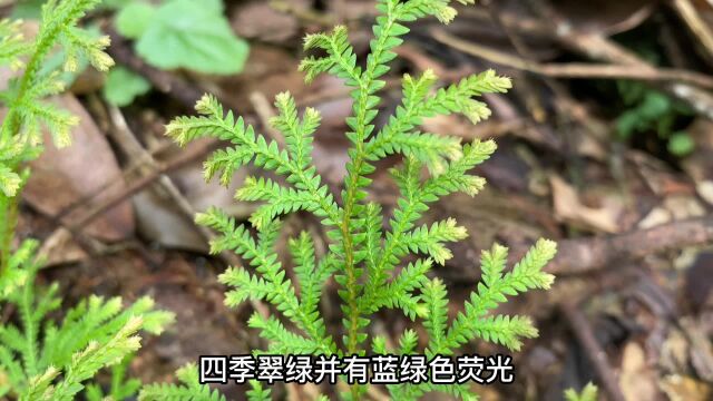 农村这种植物翠云草,被称为“龙须”,作用厉害了,价值认识一下