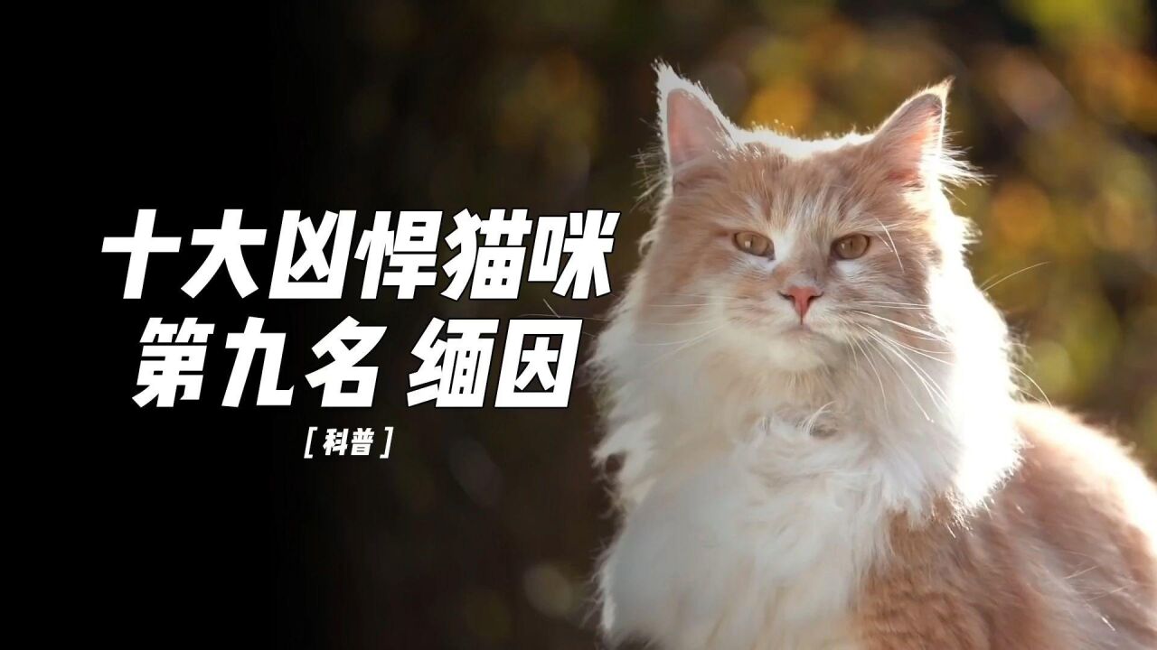 十大凶悍猫咪排行榜第九名缅因猫