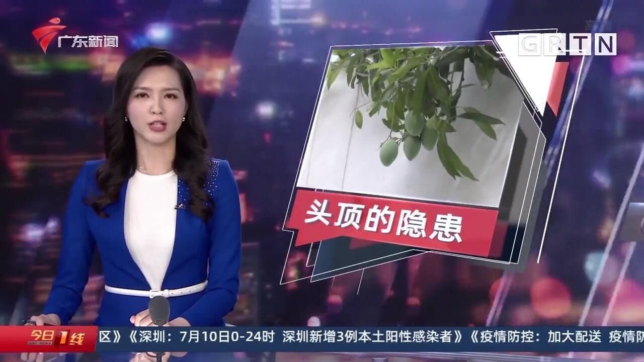 安全提示丨绿化芒又熟了 当心头顶上的隐患