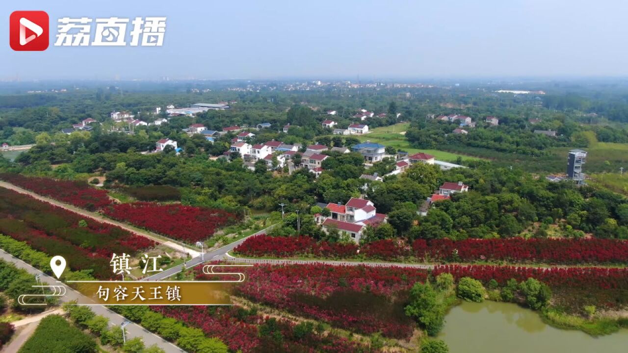 独占芳菲当夏景!江苏紫薇花打卡地图来了