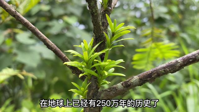 “红豆杉”国家一级保护植物,植物界“活化石”,见到它请保护好