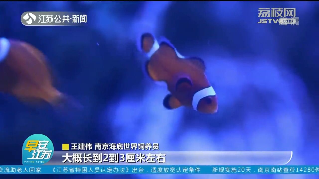 南京海底世界生物特展来了:小丑鱼和地毯葵的“神奇”共生关系