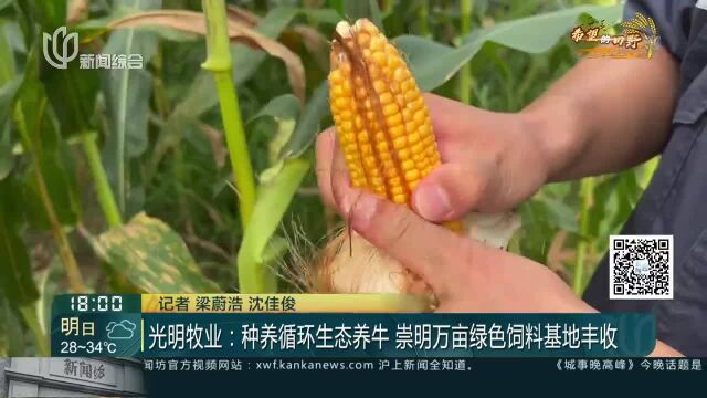 光明牧业:种养循环生态养牛 崇明万亩绿色饲料基地丰收