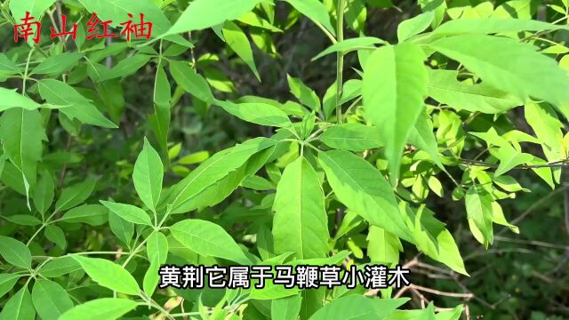 黄荆叶的作用厉害了,分享3个妙用,解决生活中的很多烦恼