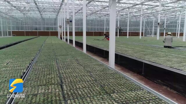 [南方生姜网-图片加载]
