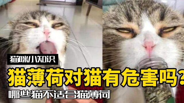 猫薄荷对猫有害吗?哪些猫不适合用猫薄荷?