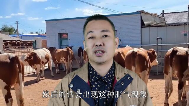 牛消化不良积食怎么办?牛真正的胃是什么,大蒜对牛胃积食特效