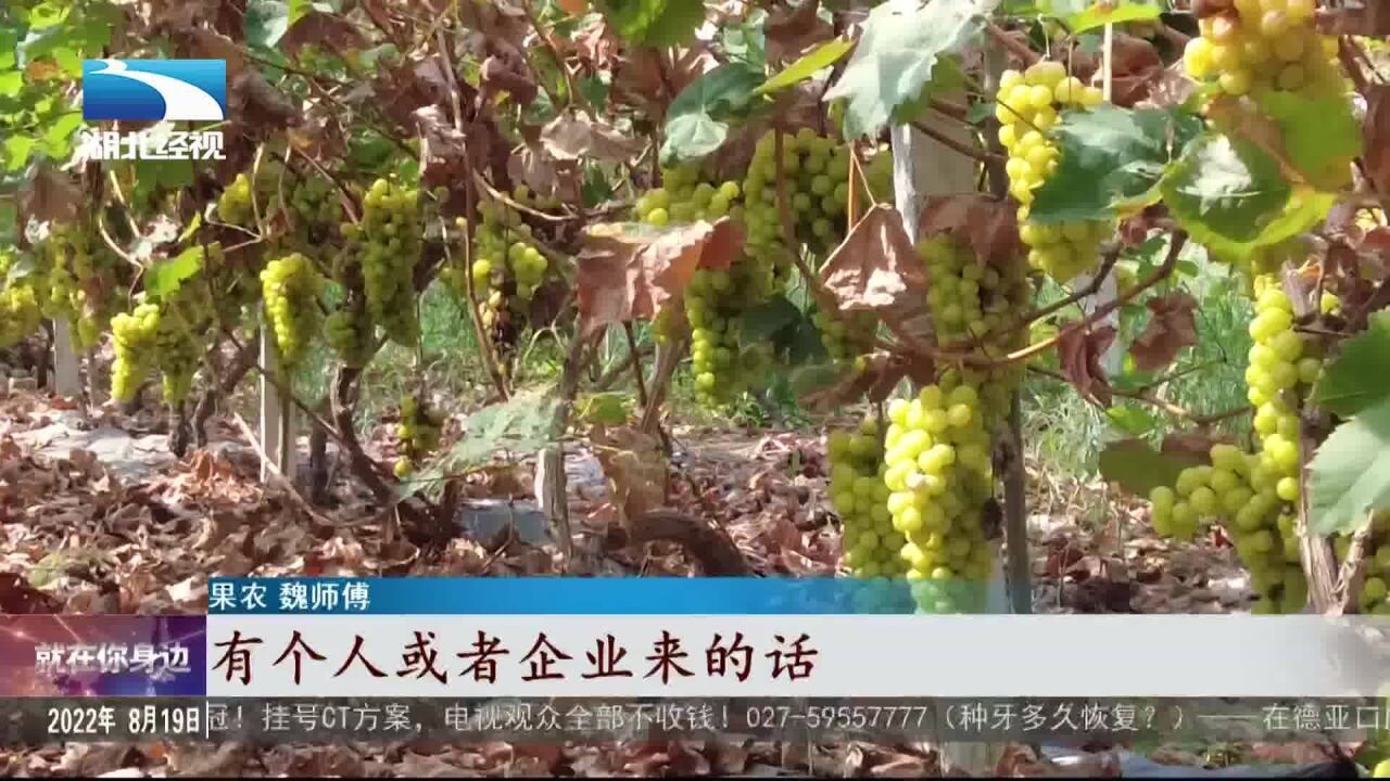 十万斤葡萄滞销 果农大幅降价