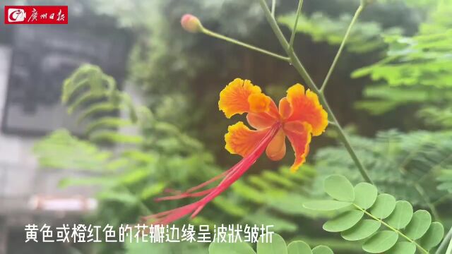 大城名园 万物和谐 | “蛱蝶花”洋金凤,不畏炎夏花期正好