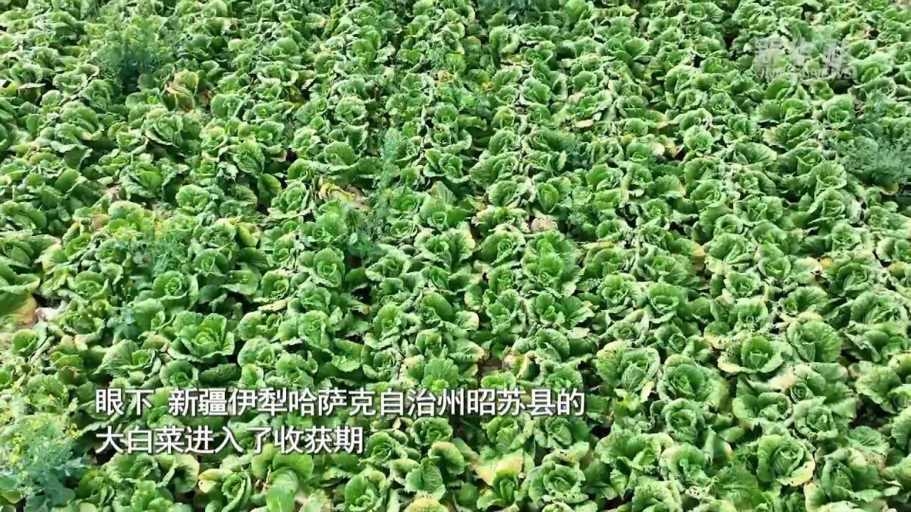 新疆昭苏:加快推进“菜篮子”工程建设 打造蔬菜种植示范基地