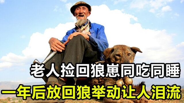 山西老汉捡回一狼崽,同吃同睡一年后将狼放生,狼的举动让人泪目